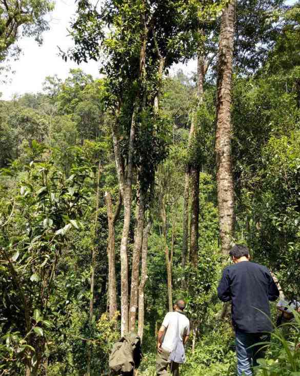 天门山2020年高杆古树茶品鉴与采购指南：价格分析与批发策略