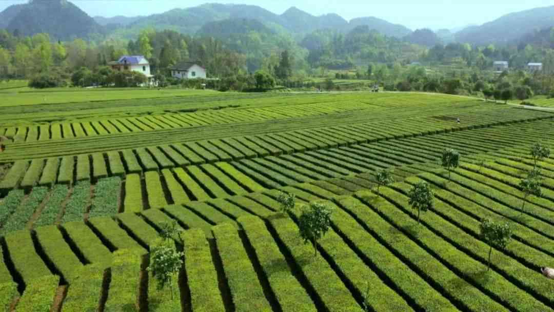 秀山县普洱茶产地