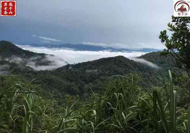 老挝天门山高杆普洱茶