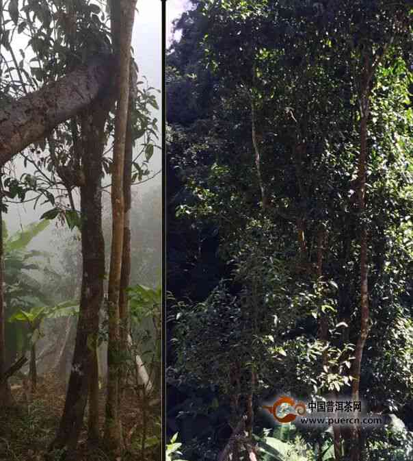 老挝天门山高杆普洱茶