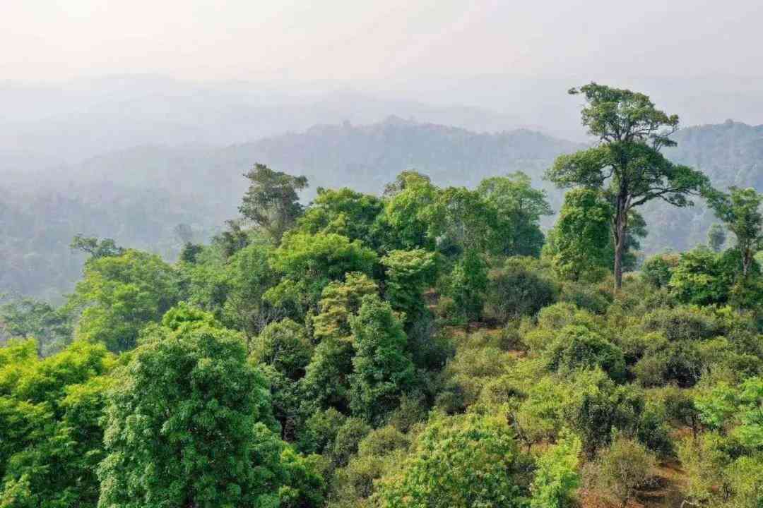 老挝天门山高杆普洱茶