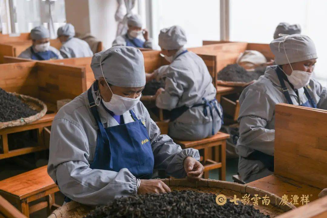 定制勐海茶厂的优质普洱茶，云南茶叶加工专家