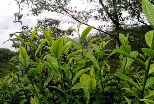 普洱茶冰岛古树茶中树脂含量的科学研究