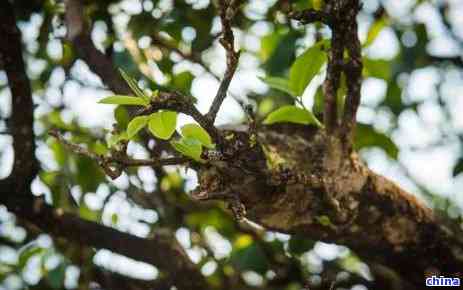 冰岛普洱茶树种的种植时间、方法与树龄