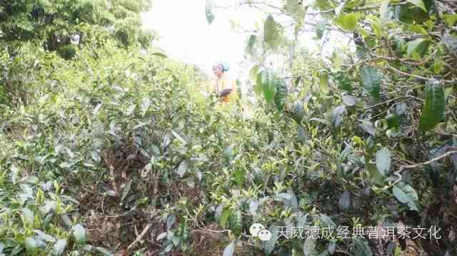 大榆普洱茶是哪个茶区