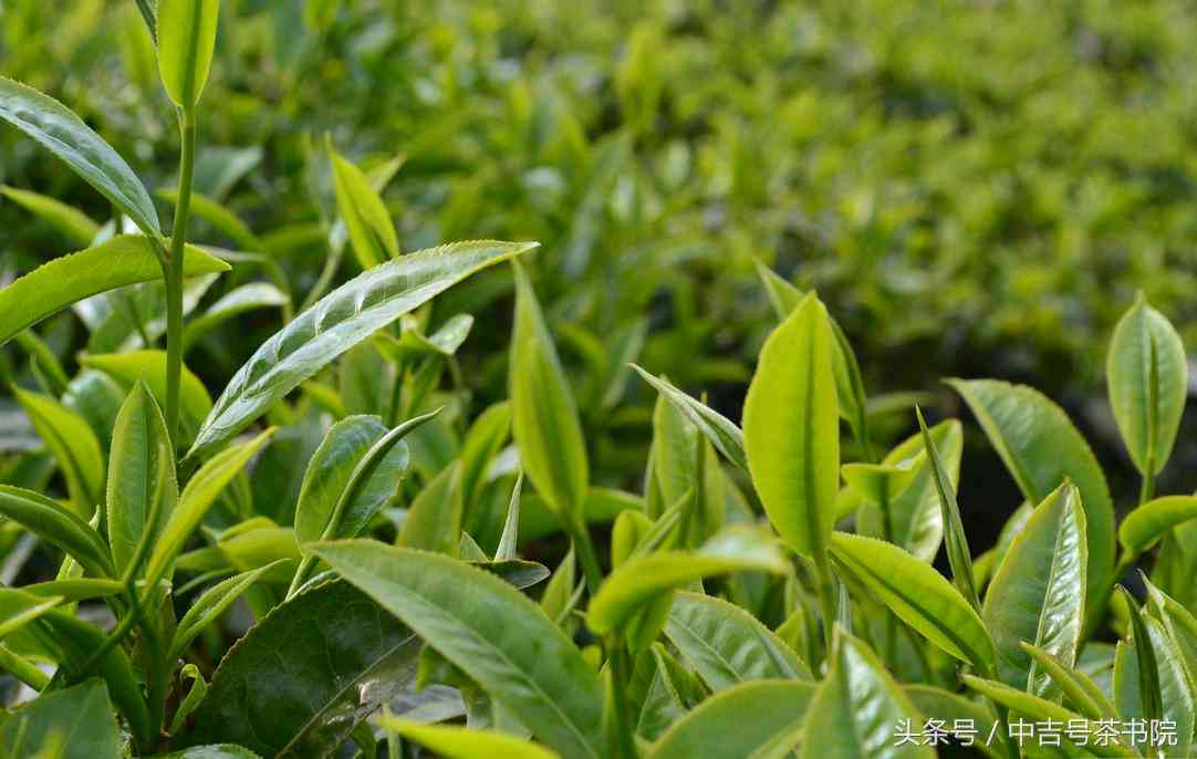 隔夜普洱茶能浇花