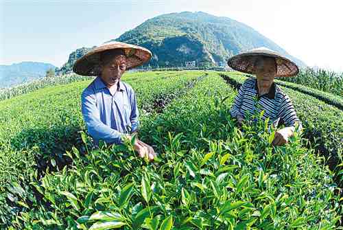 从采摘到晾晒：全面指南教你如何保存普洱茶，让茶香四溢