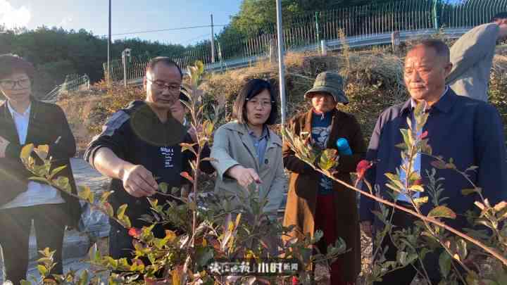 小青柑普洱茶味道微苦，这是正常现象吗？