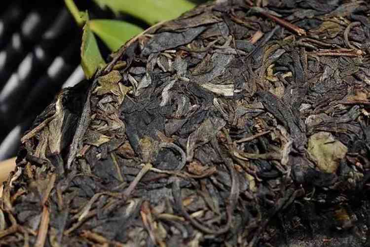 云南凤庆茶区：古树普洱茶的独特口感与特点探究