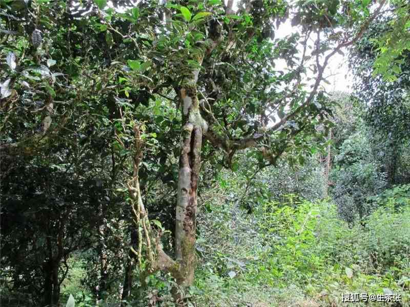 雷达山普洱茶口感特点及价格分析，古树茶的独特魅力