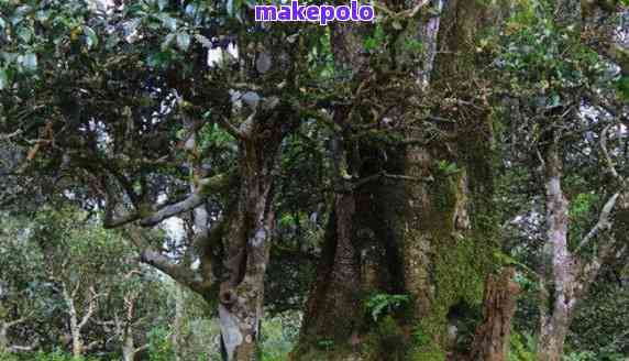 雷达山普洱茶口感特点及价格分析，古树茶的独特魅力