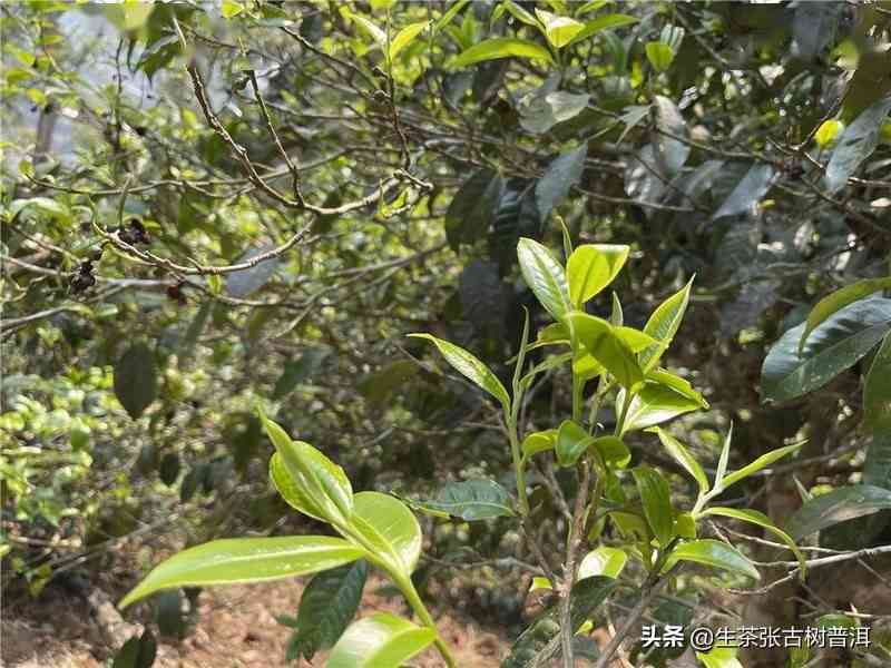 雷达山普洱茶口感特点及价格分析，古树茶的独特魅力