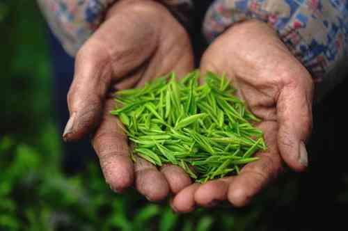 普洱茶算花茶还是绿茶