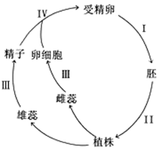 翡翠晶体结构的详细解释：了解其形成原理、特性与用途