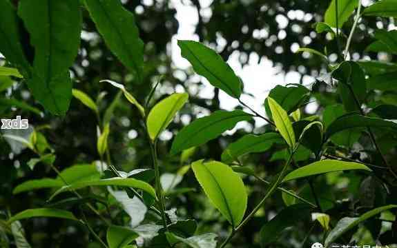 曼松普洱茶：大叶种还是小叶种？了解两种茶叶的区别与特点