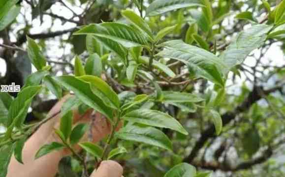 曼松普洱茶：大叶种还是小叶种？了解两种茶叶的区别与特点