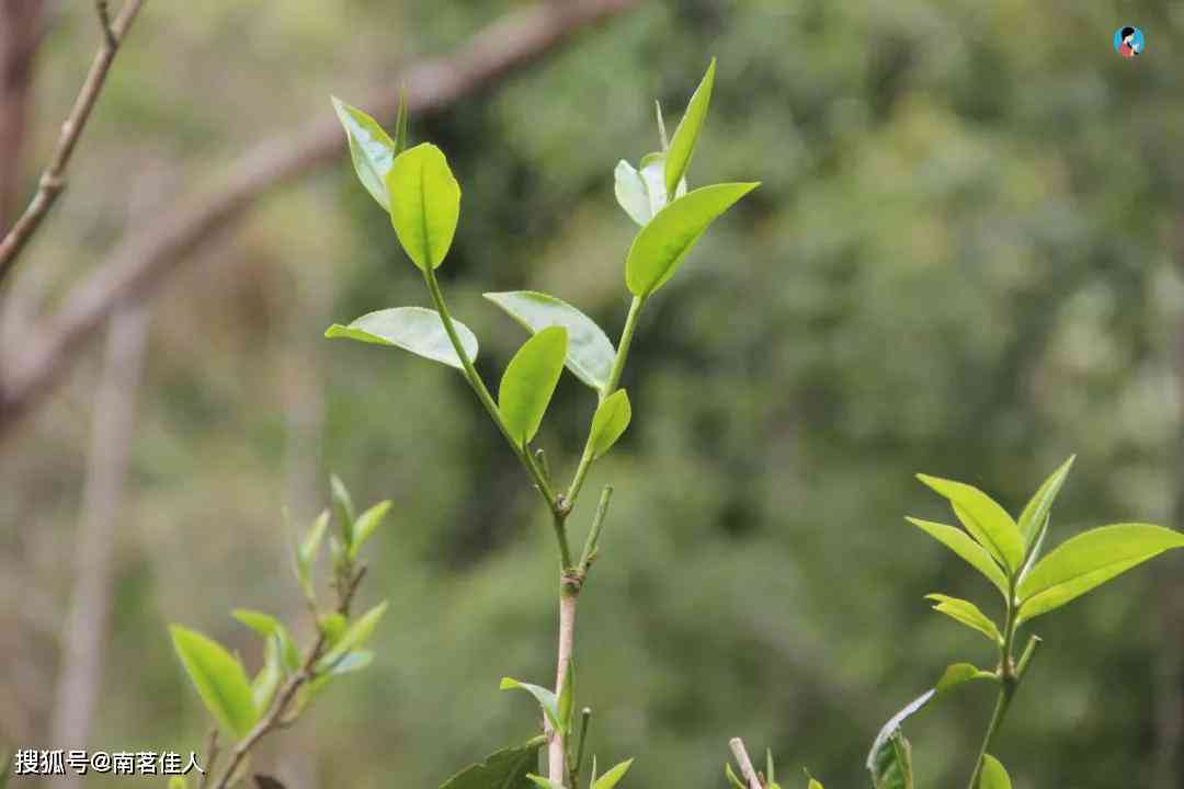 曼松普洱茶：大叶种还是小叶种？生普还是熟普？功效与作用是什么？