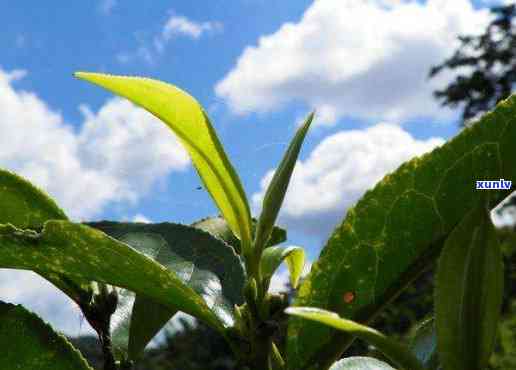 曼松普洱茶是大叶种吗