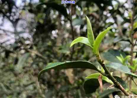 曼松普洱茶是大叶种吗