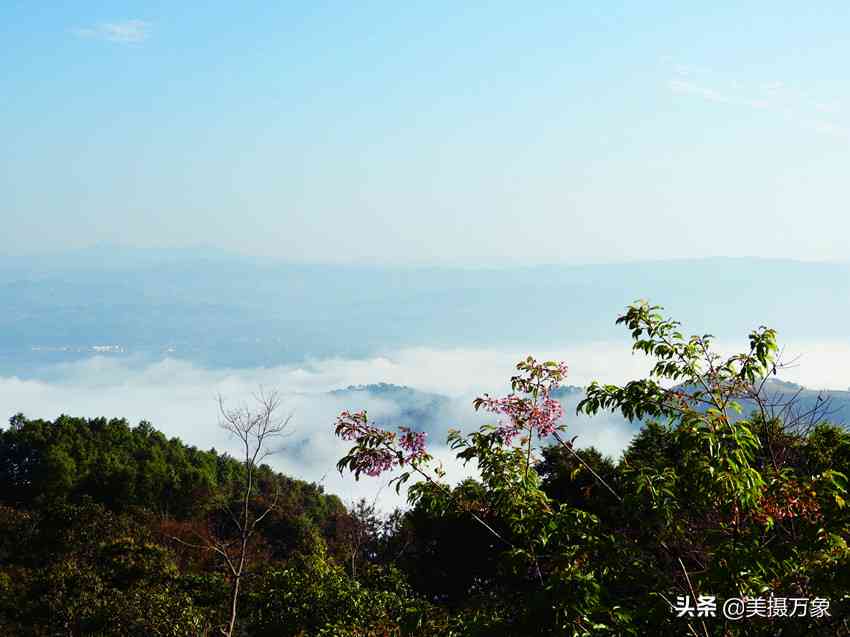 冰岛糯：口感、制作方法、营养价值以及适合搭配的食物全面解析