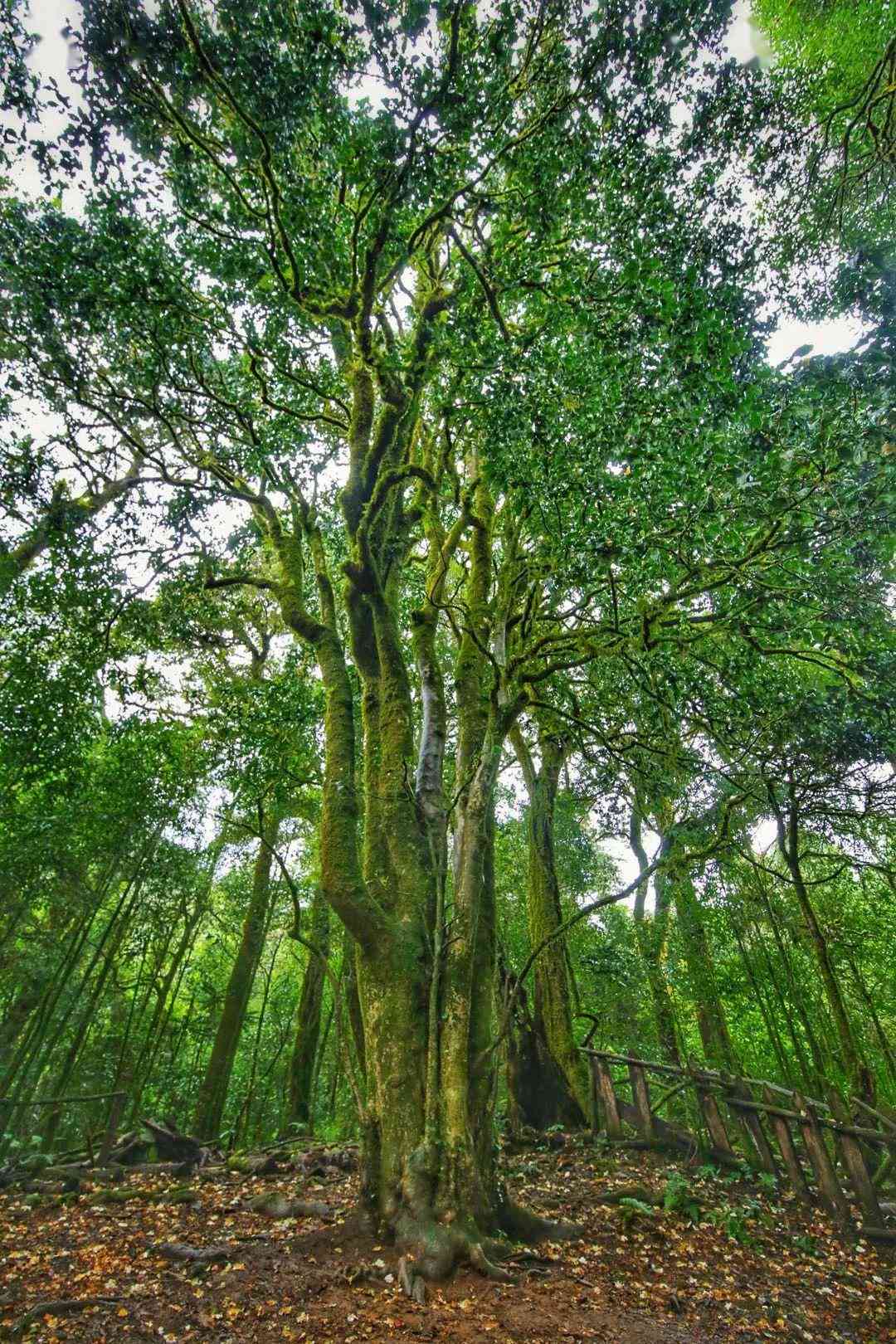 勐库大叶茶树价值及其价格分析