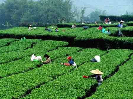 云南双江地区大叶种普洱茶的起源探究：勐库茶文化的历与传承