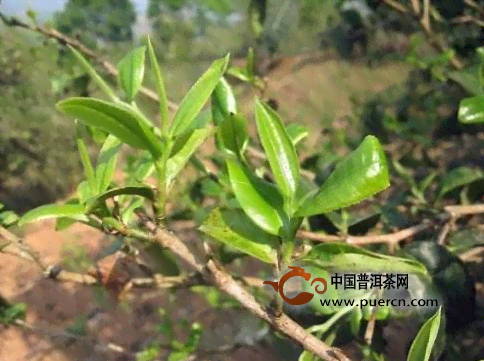 云南双江地区大叶种普洱茶的起源探究：勐库茶文化的历与传承