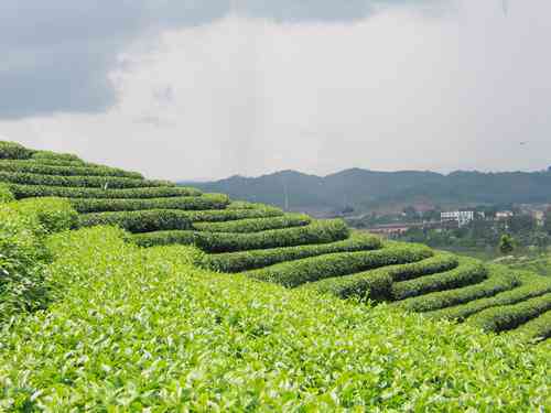 云南双江地区大叶种普洱茶的起源探究：勐库茶文化的历与传承