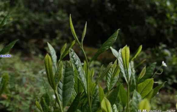 勐库大叶茶：红茶良种的品种特点、制作工艺与品饮技巧全面解析