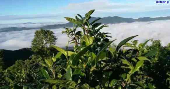 西双版纳产区精选布朗山头普洱茶：一场口感之旅的探索