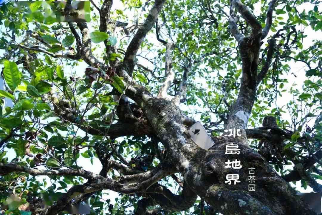 冰岛五寨古树茶普洱茶风格与品质，了解冰岛五寨熟茶种类及特点。