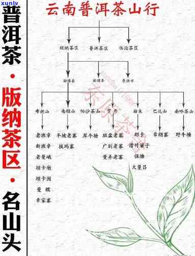 云南勐海地区知名的普洱茶品种及其口感分析