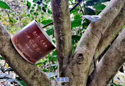 古树茶的磨烈口感特点解析：品味历、文化与自然的完美融合