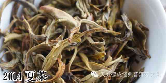 龙珠茶：普洱茶冲泡技巧与生茶步骤详解，让您品尝出好喝的味道