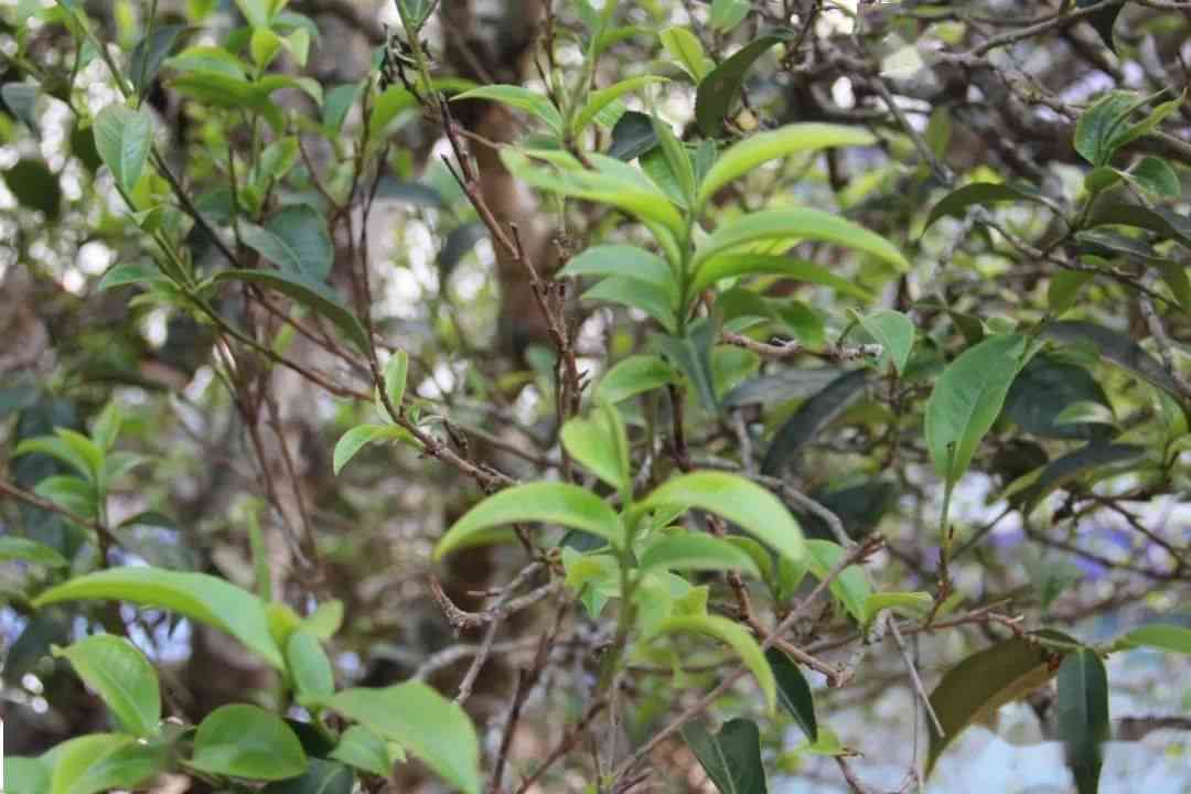 竹塘地区古树普洱茶叶特色与价格一览表