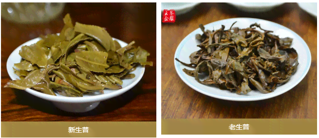 普洱茶分新老吗？怎么分辨？