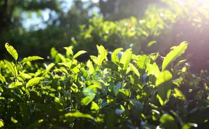 四大系列：雨林古树普洱茶的极致品质与口感体验