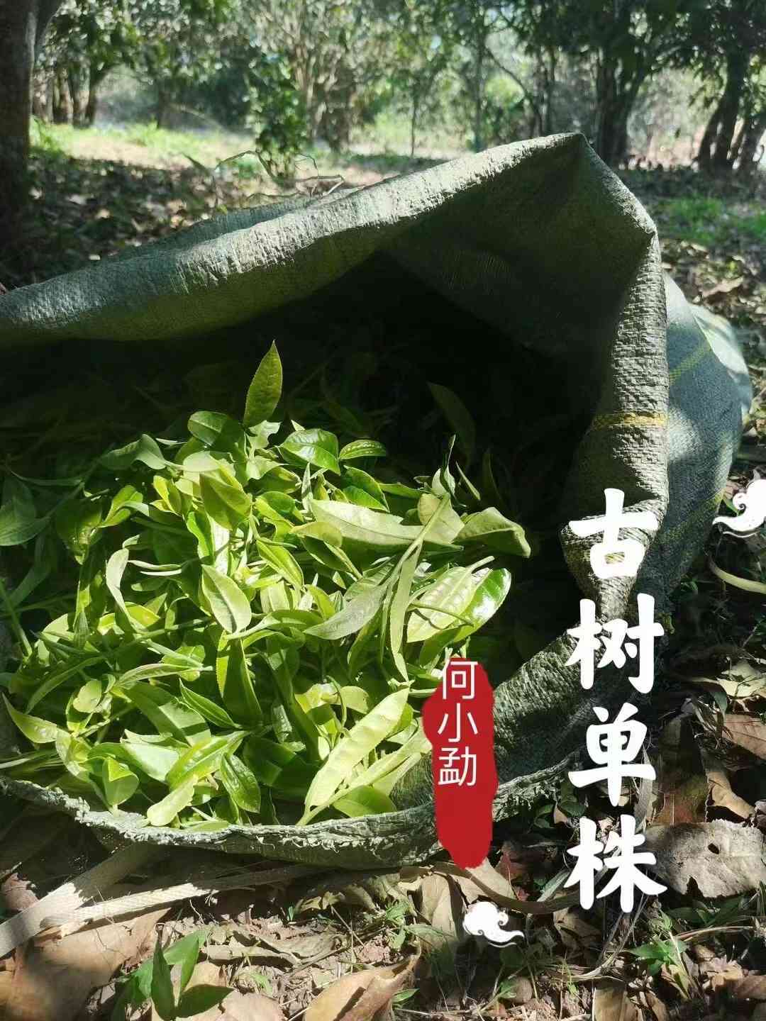 普洱茶：苦涩中的甜蜜秘密，你真的了解它吗？