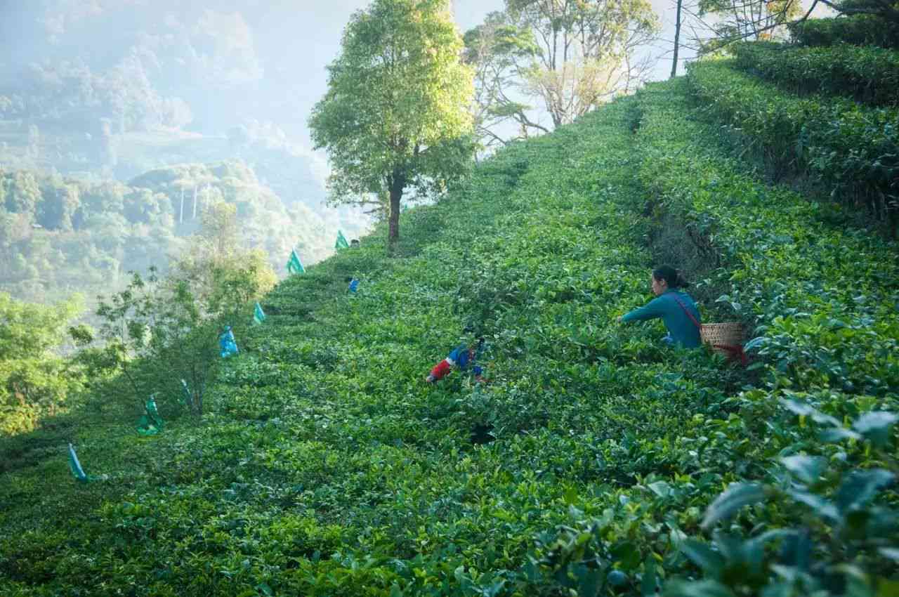 普洱茶收藏的时间及其影响因素解析