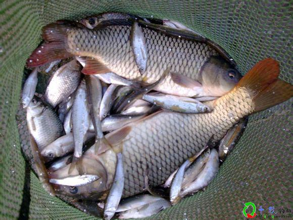 '乌兰木伦河鱼种种类与分布'