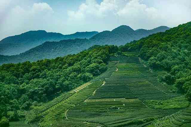 五家寨普洱茶价格查询