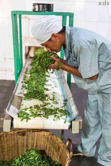 勐海兴益茶厂2017年生茶：品质、产地、制作工艺及品尝体验的全方位解析