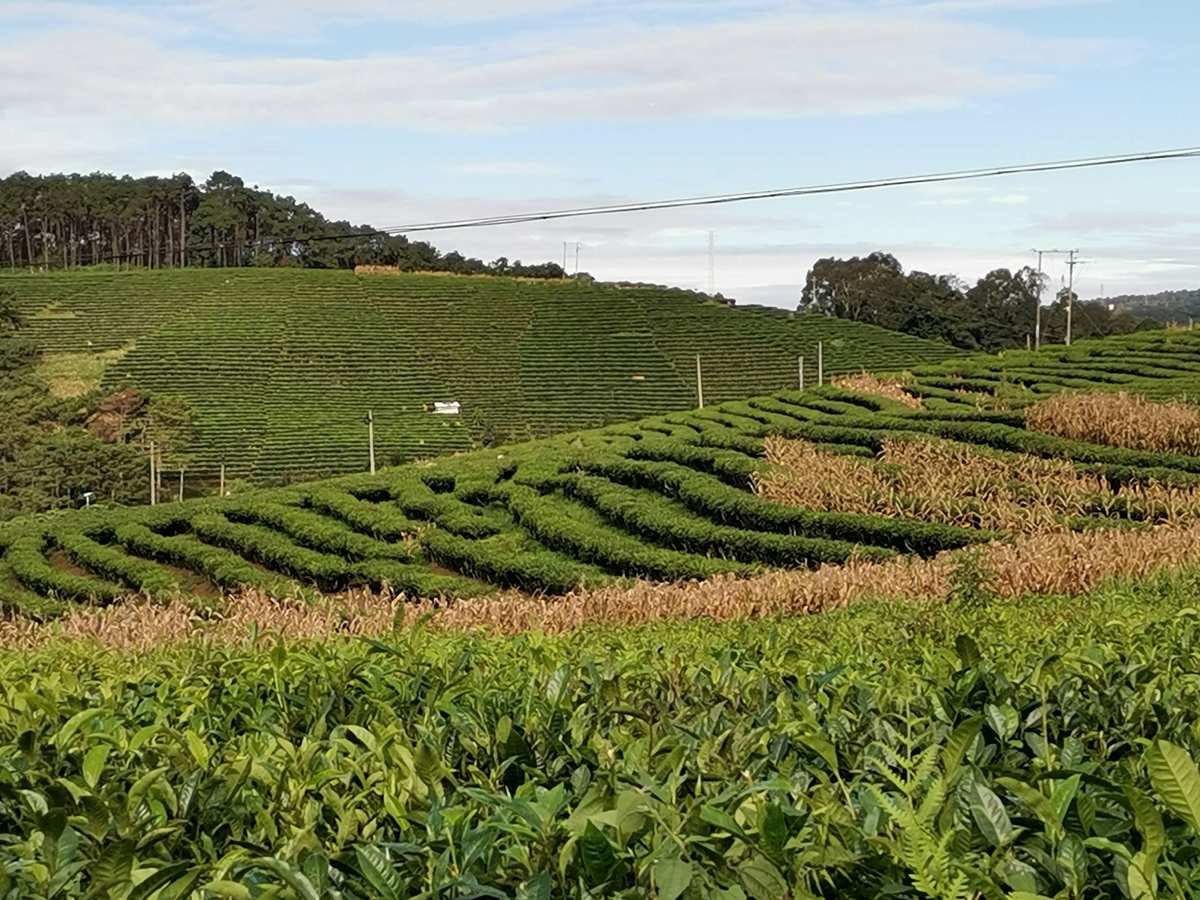 泰国普洱茶产量更高的地区探索之旅