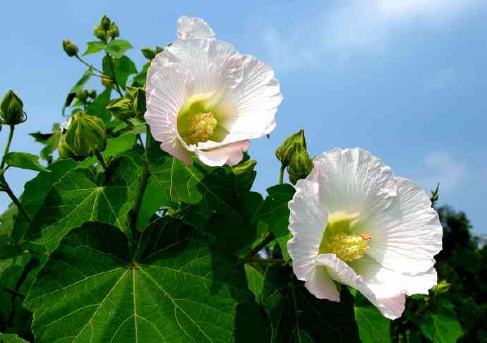 冰紫芙蓉玉值钱吗