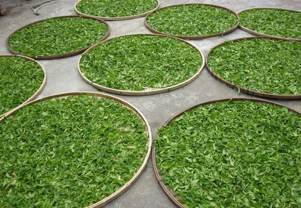 普洱茶叶初制所需材料及工艺：初制所必备步骤与要点。
