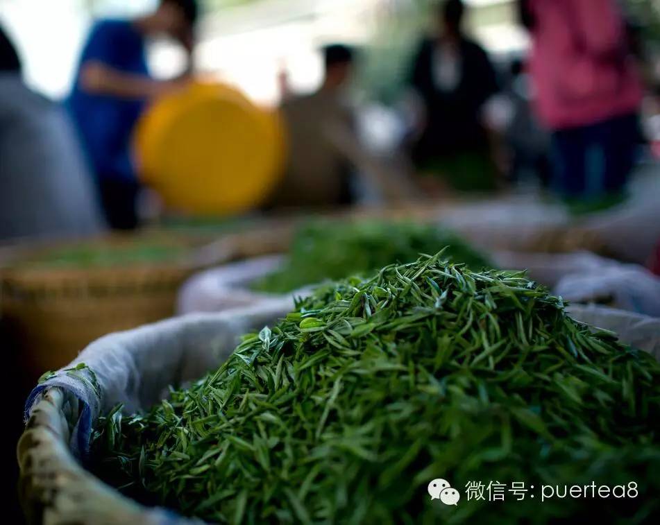 绿堡茶与普洱茶的异同：从产地、制作工艺到口感的详细对比