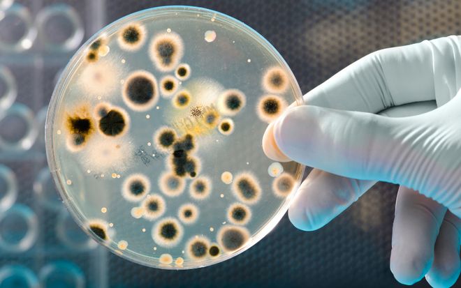 普洱茶受潮后产生的霉菌和细菌：探讨潮湿环境中的微生物