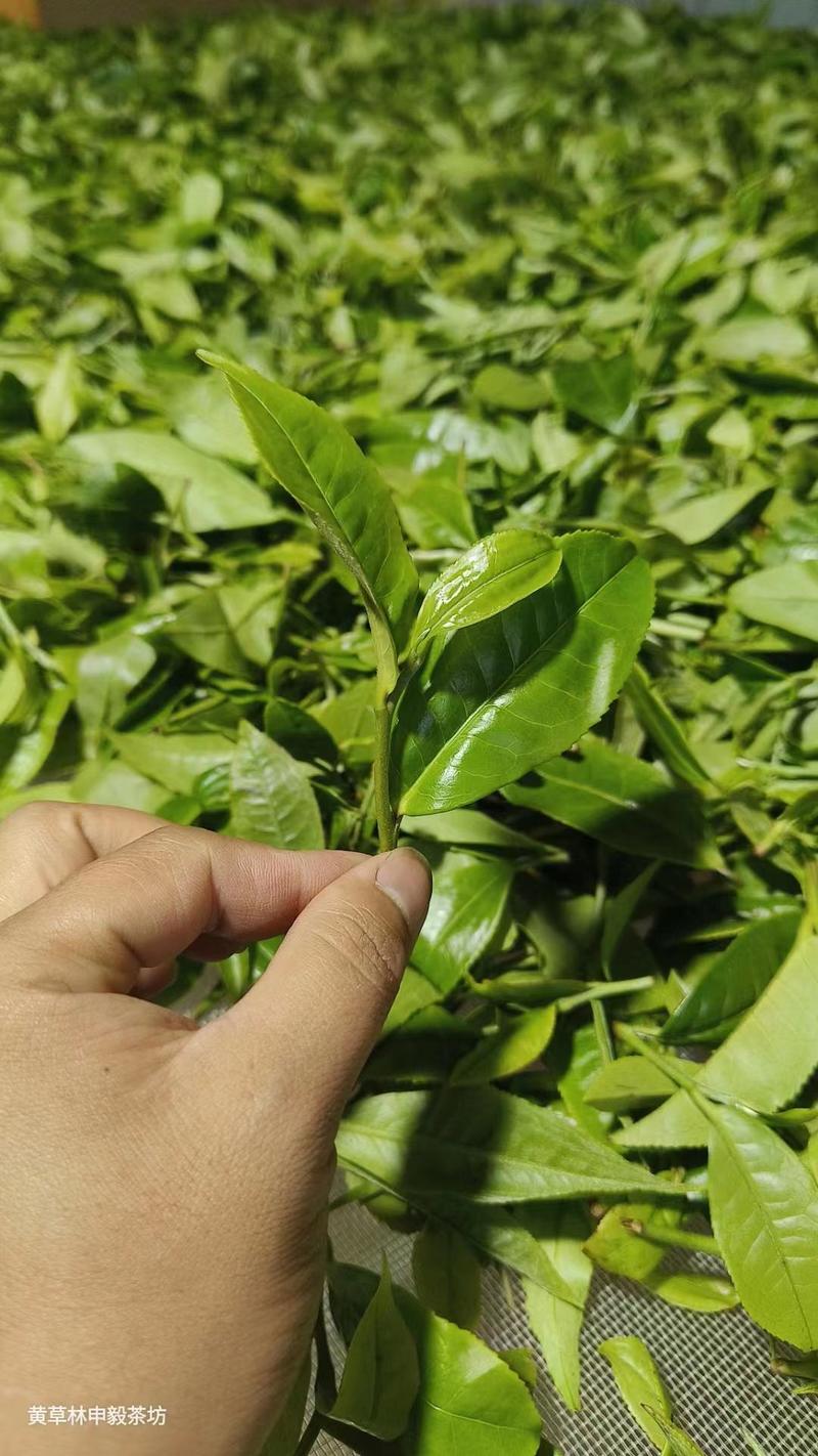 云南古树普洱茶手工采摘优质茶叶一斤最新批发价格