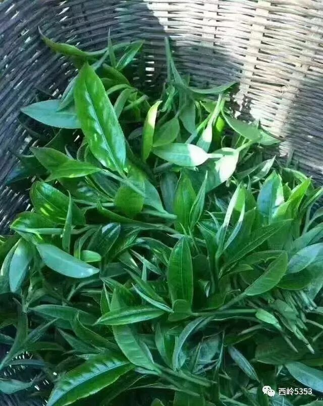 老挝普洱茶特点：品质优良，价格适中，古树普洱茶每斤数百元。