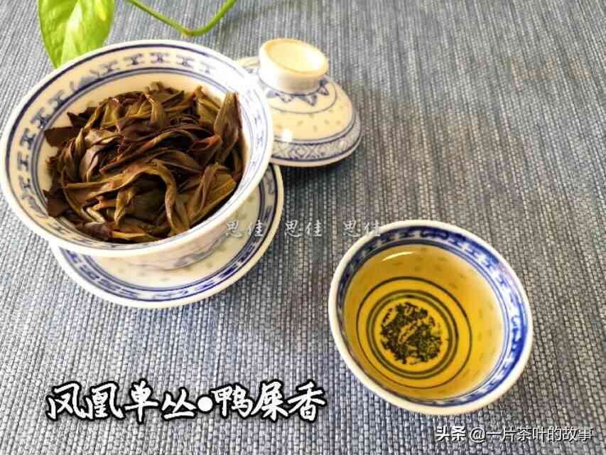 凤凰单丛与生普洱：口感对比与选择建议，哪款茶更适合您？